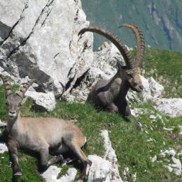Steinböcke am Fuss des Altmann im Alpstein.